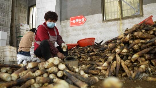 来自天目山的第一口春味 长在14℃泥土里